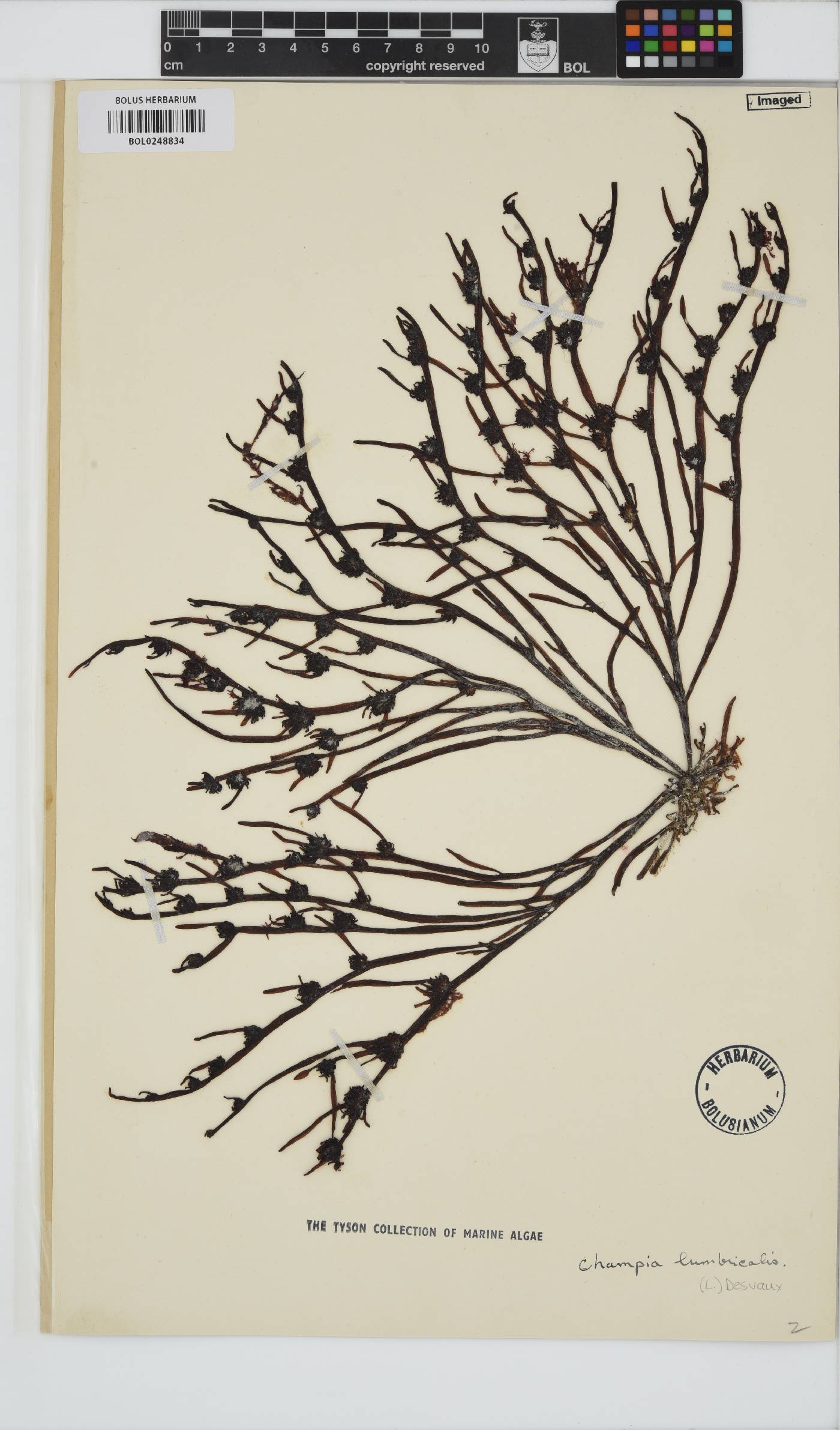 Champia lumbricalis image