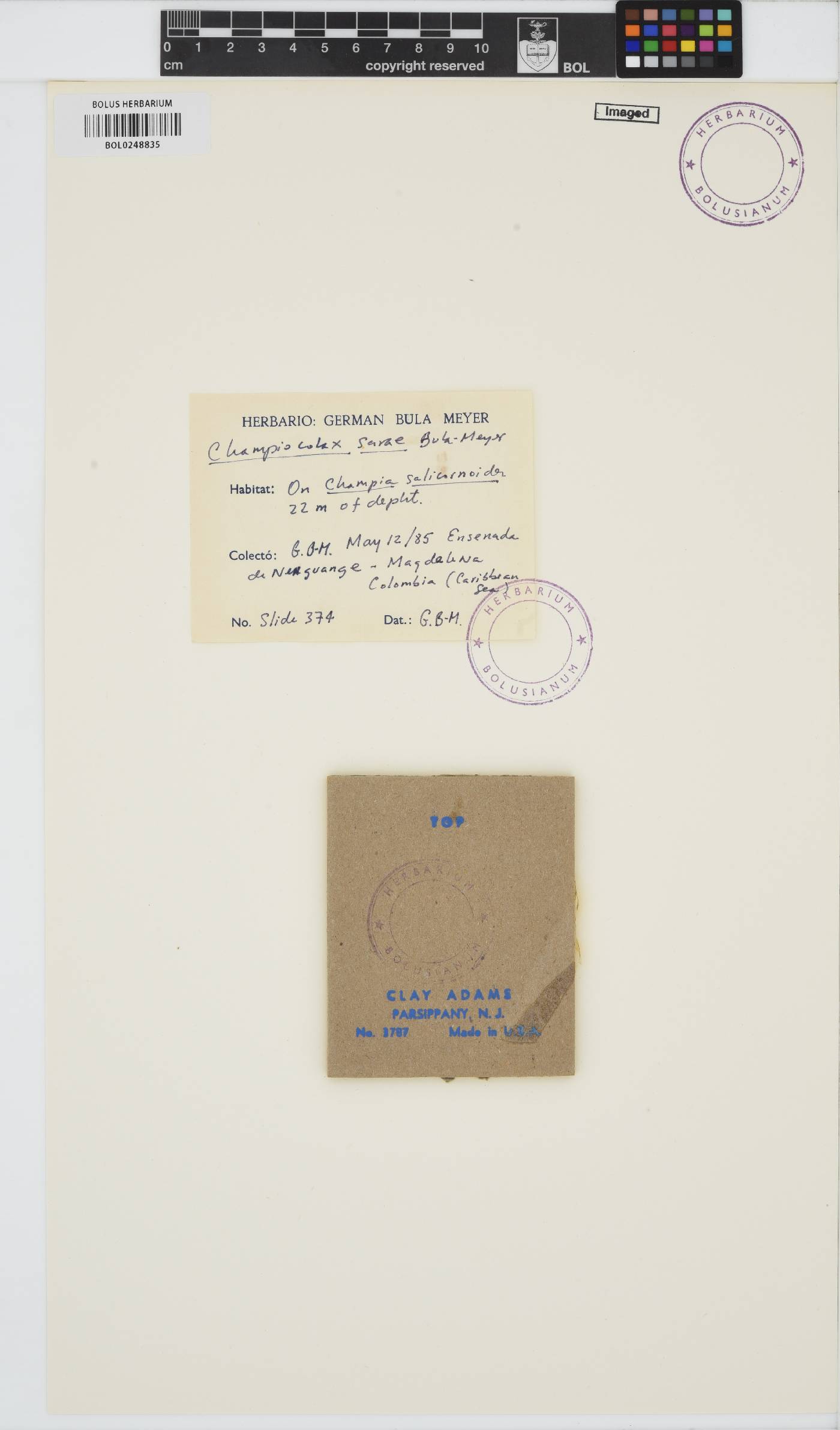 Champiocolax sarae image