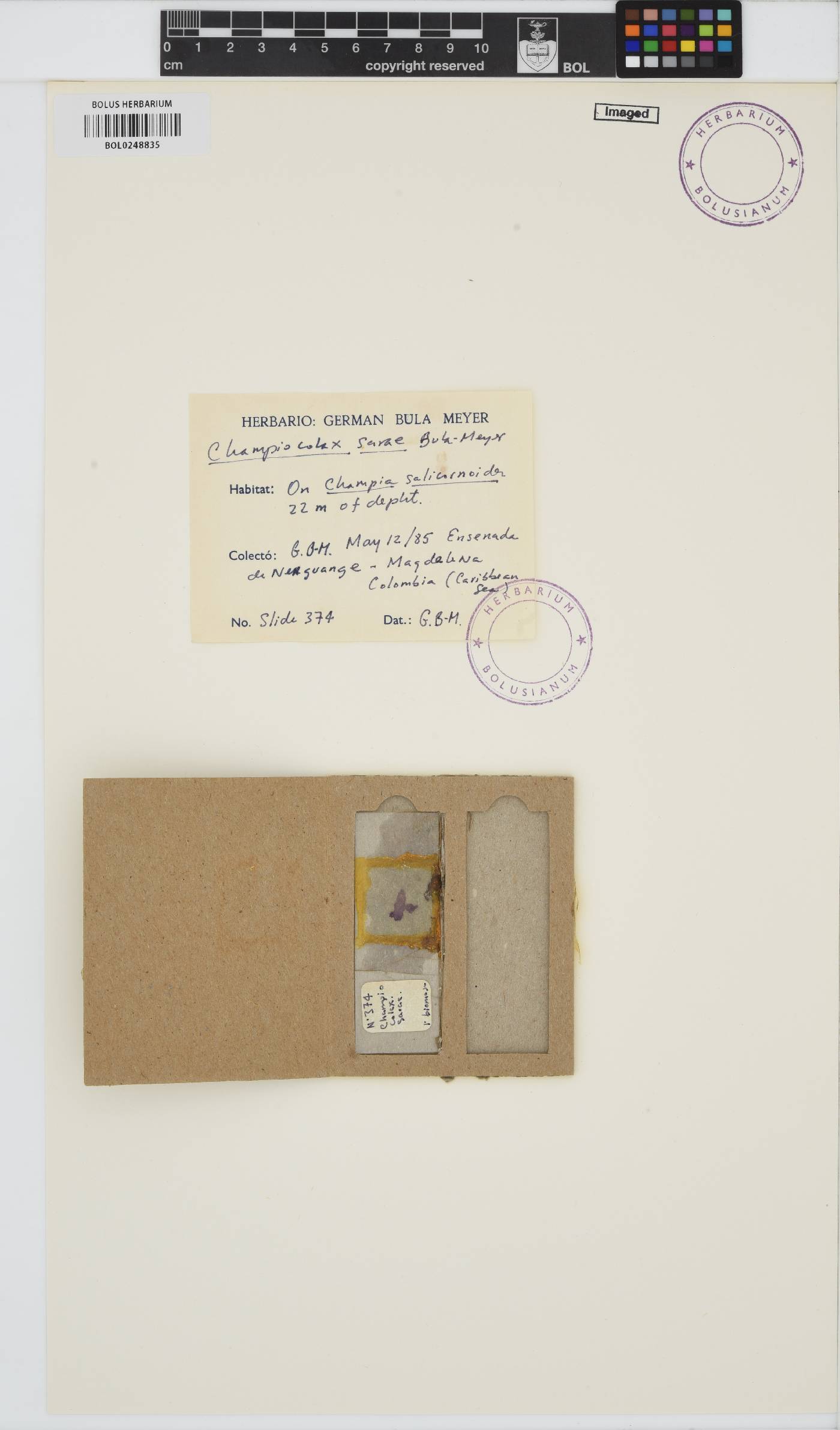 Champiocolax sarae image