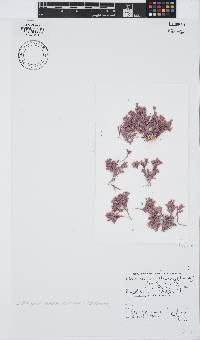 Jania cultrata image