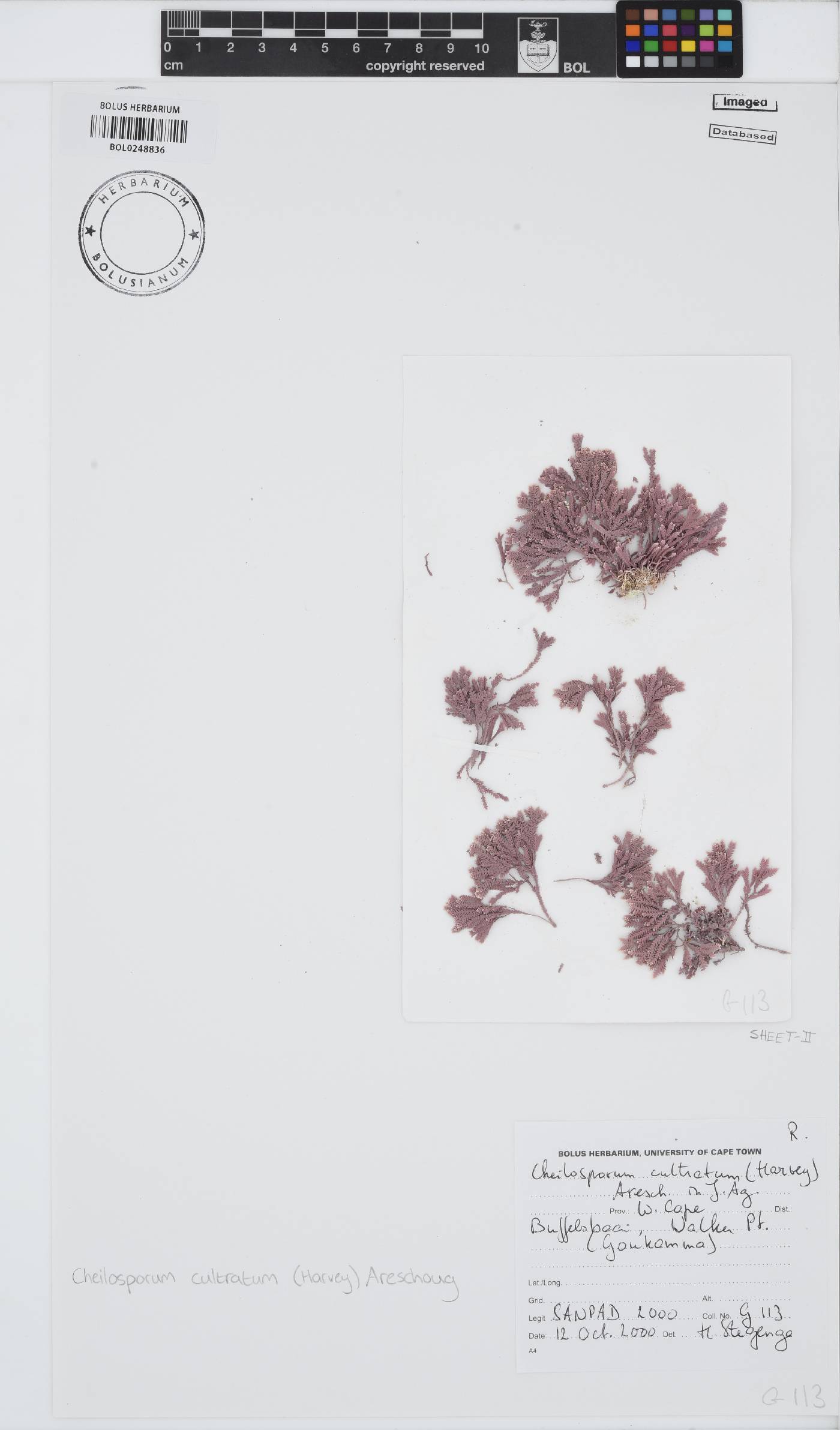 Jania cultrata image