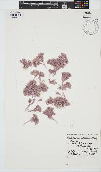 Jania cultrata image
