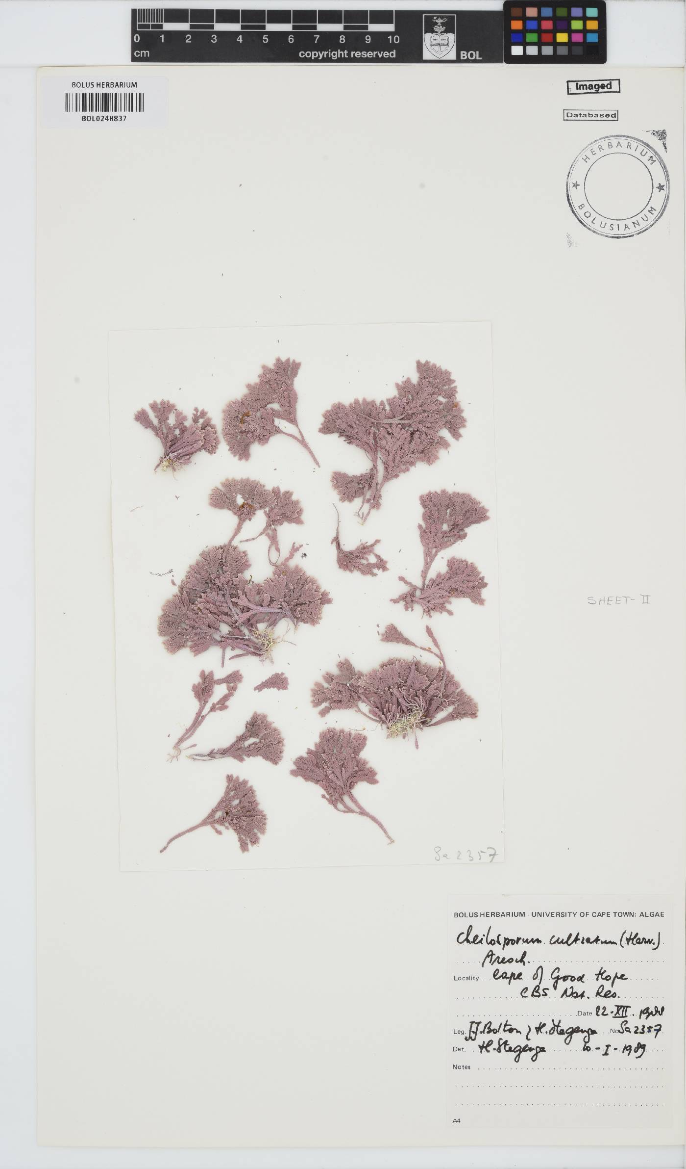 Jania cultrata image