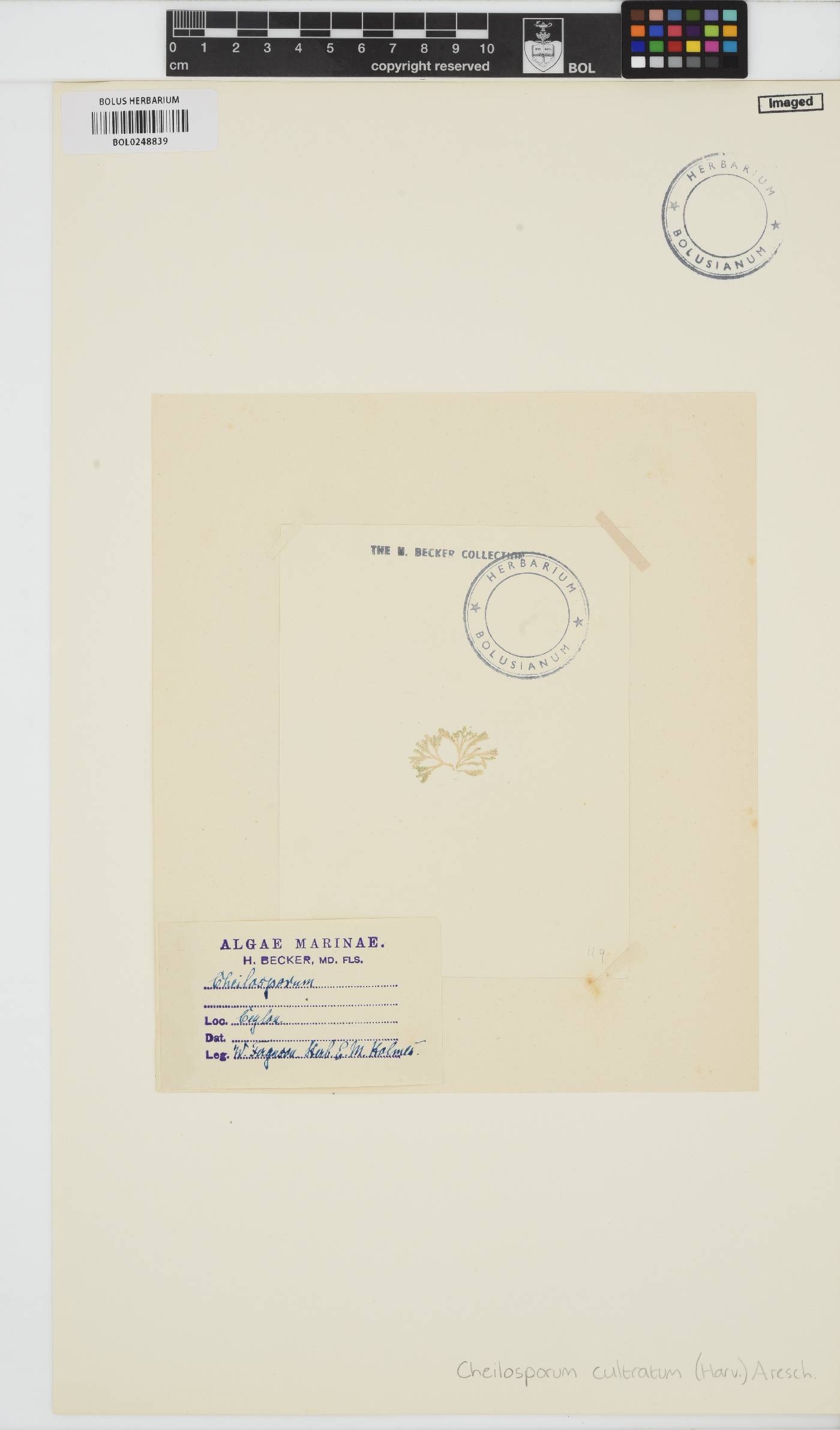 Jania cultrata image