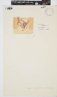 Jania sagittata image
