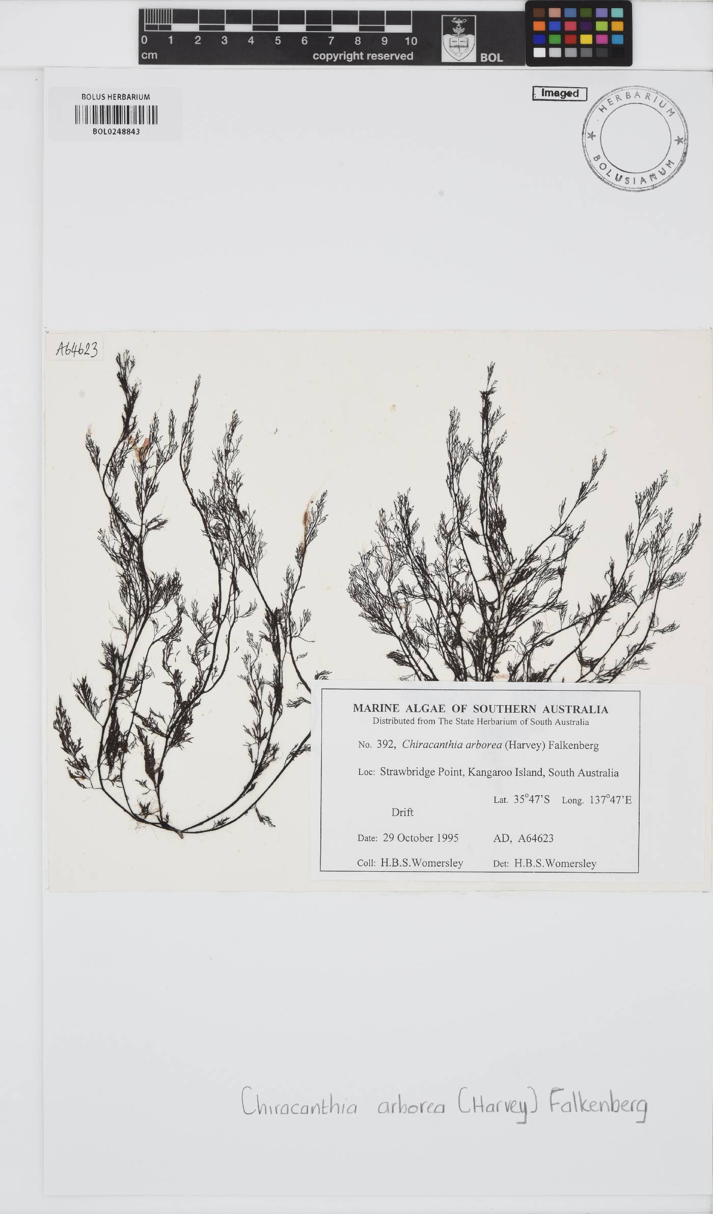 Chiracanthia arborea image