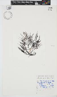 Chondria capensis image