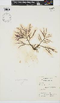 Chondria capensis image