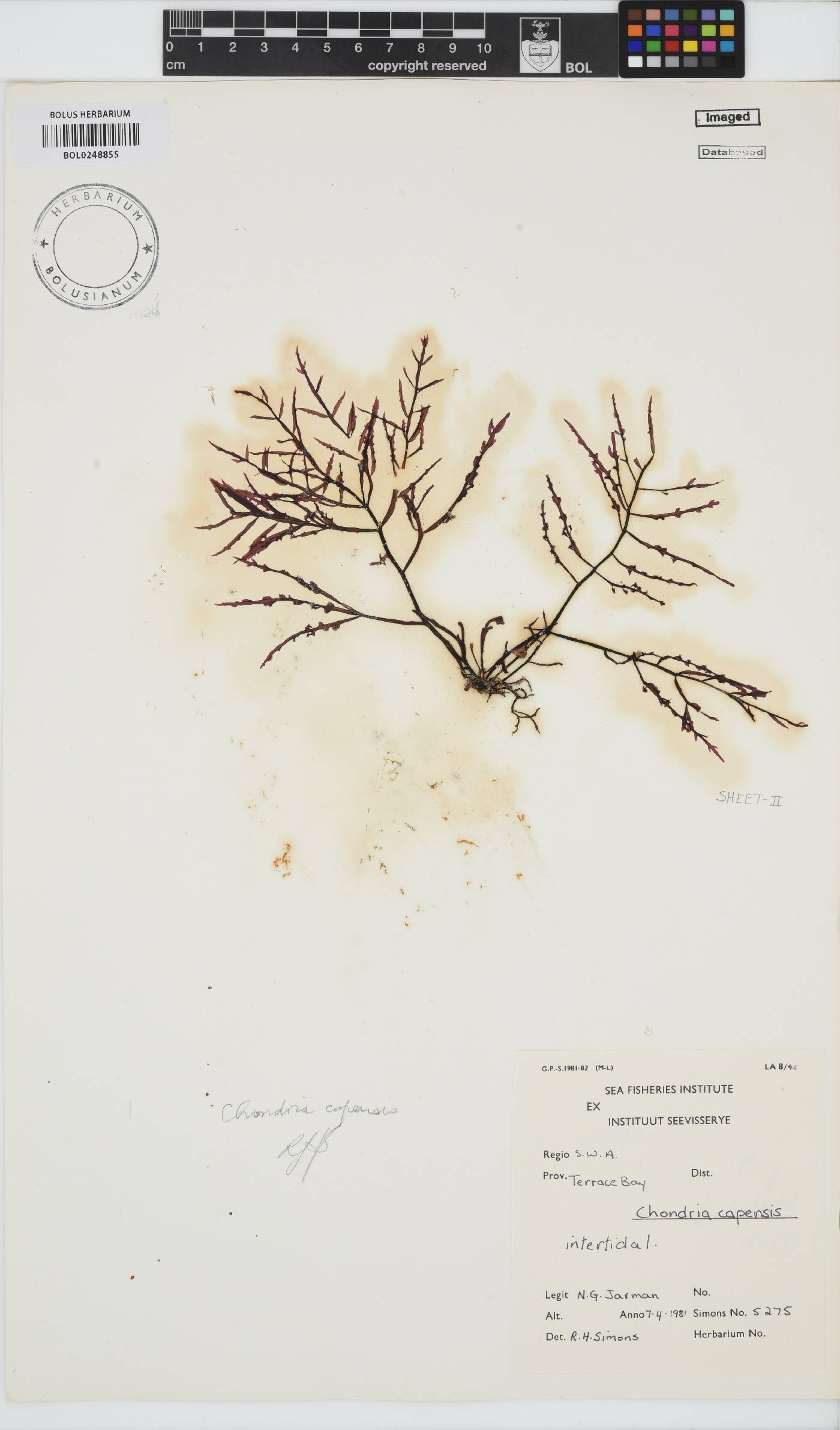 Chondria capensis image
