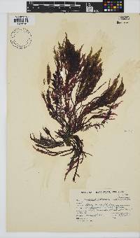 Chondria capensis image