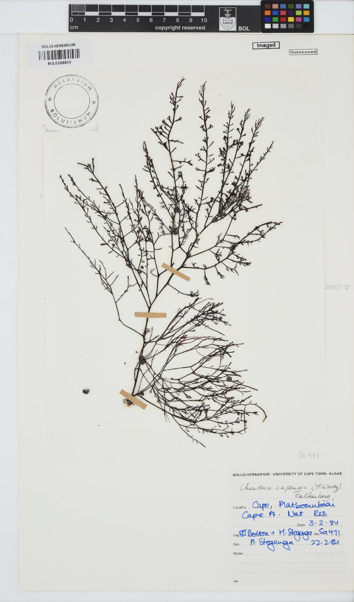 Chondria capensis image