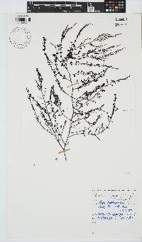 Chondria capensis image