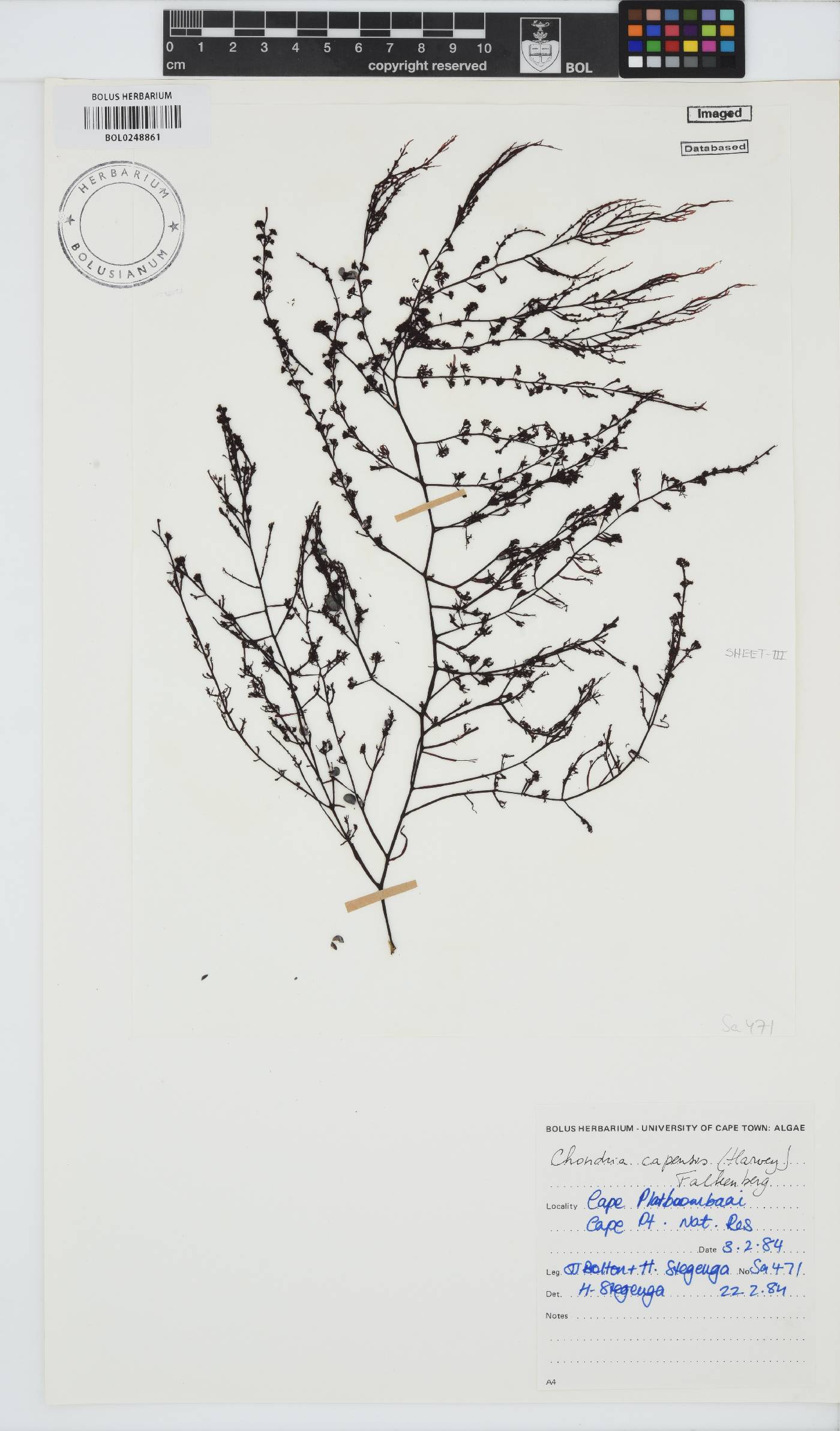 Chondria image
