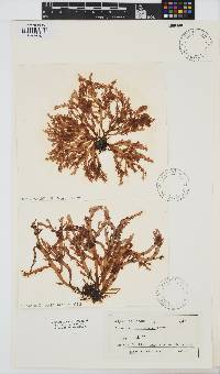 Image of Chondria crassicaulis