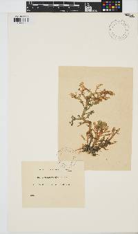 Chondria crassicaulis image