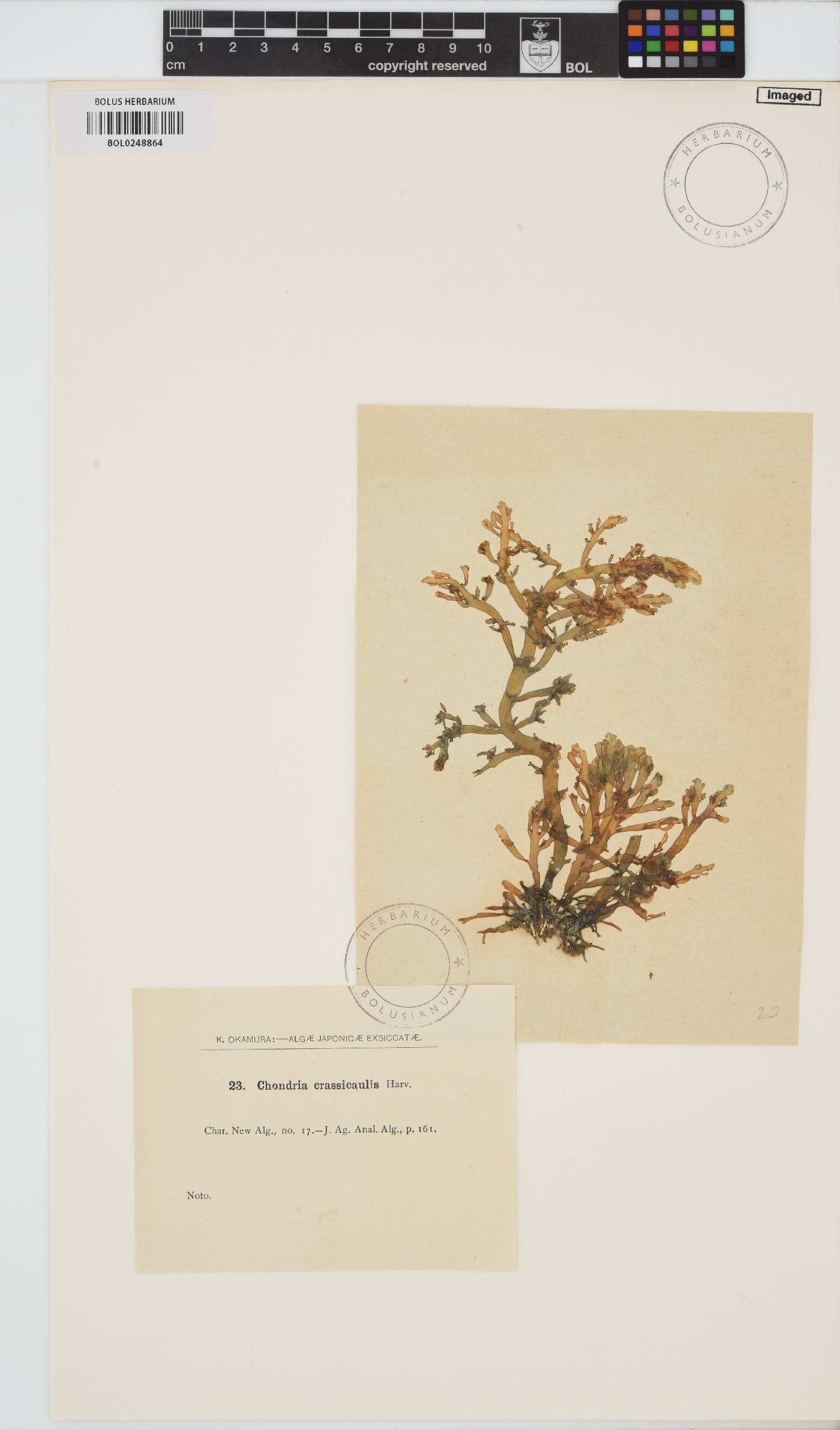 Chondria crassicaulis image