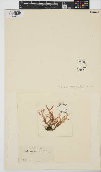 Chondria crassicaulis image