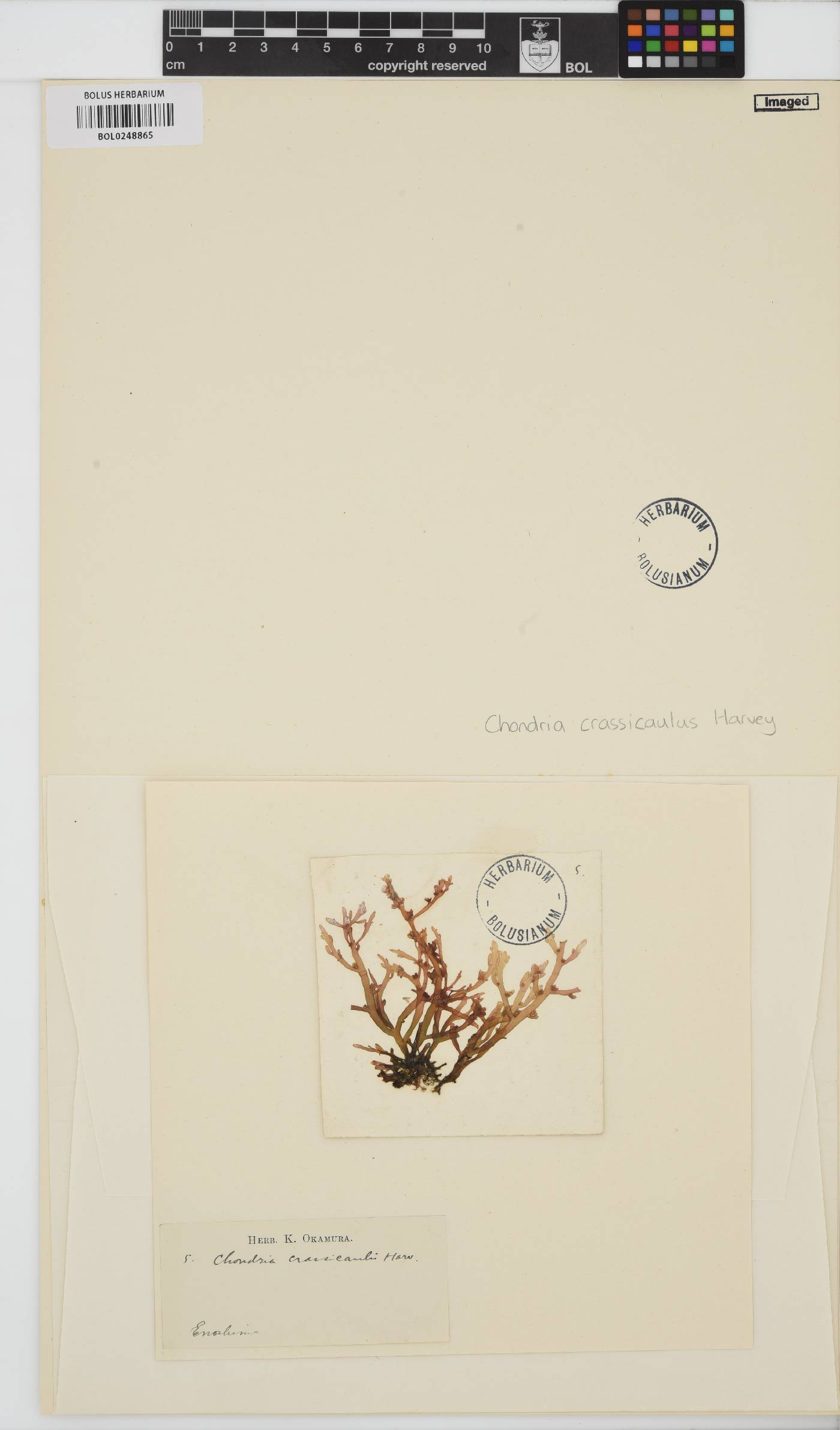 Chondria crassicaulis image