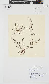 Image of Chondria littoralis