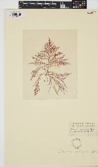 Image of Chondria sedifolia