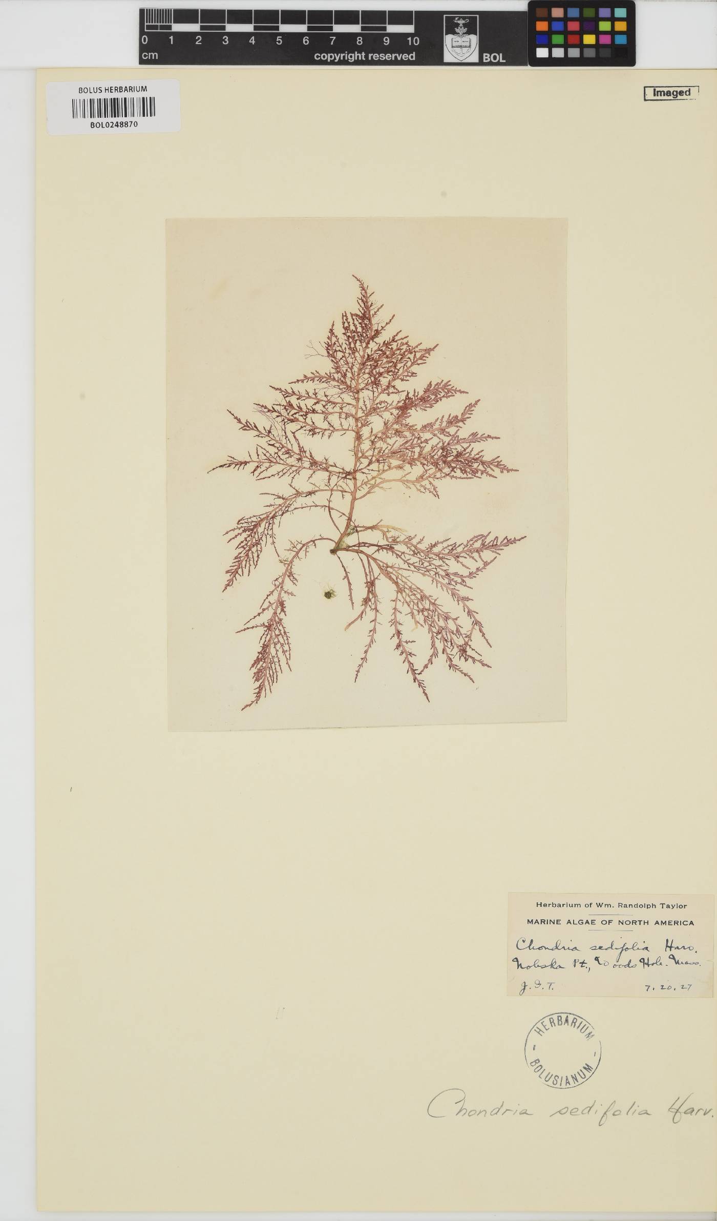 Chondria sedifolia image