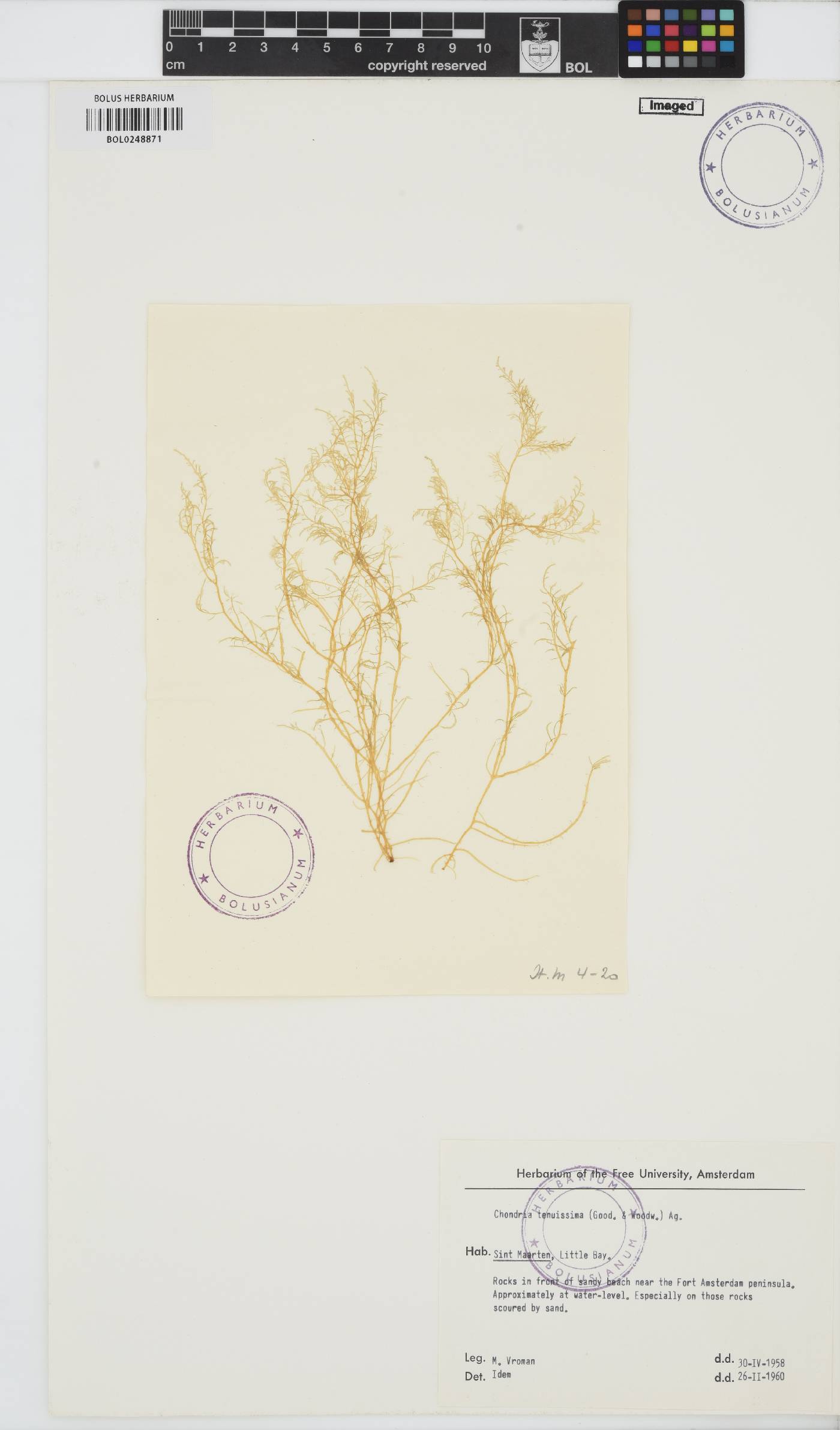 Chondria capillaris image