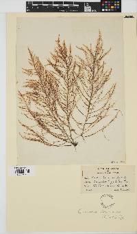 Chondria capillaris image