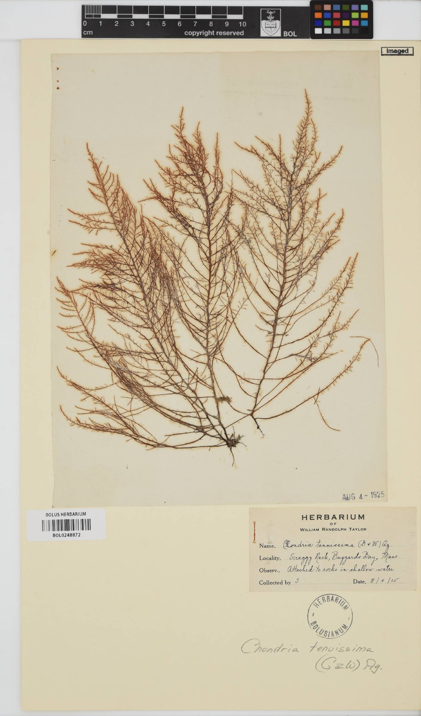Chondria capillaris image