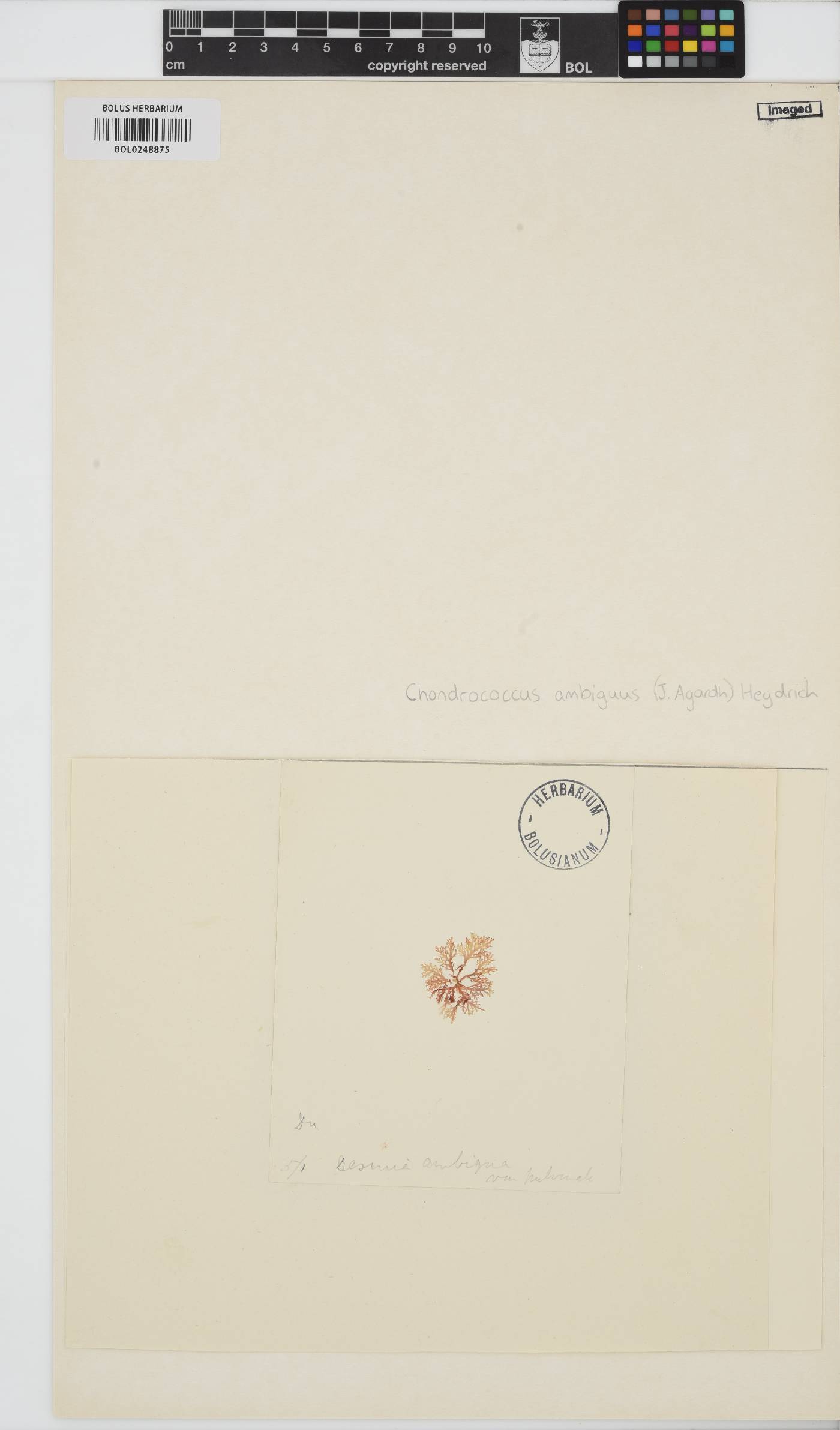 Portieria hornemannii image