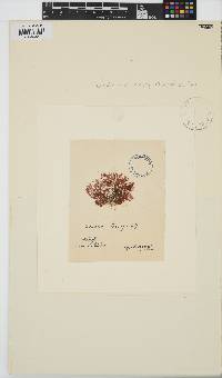 Image of Portieria harveyi