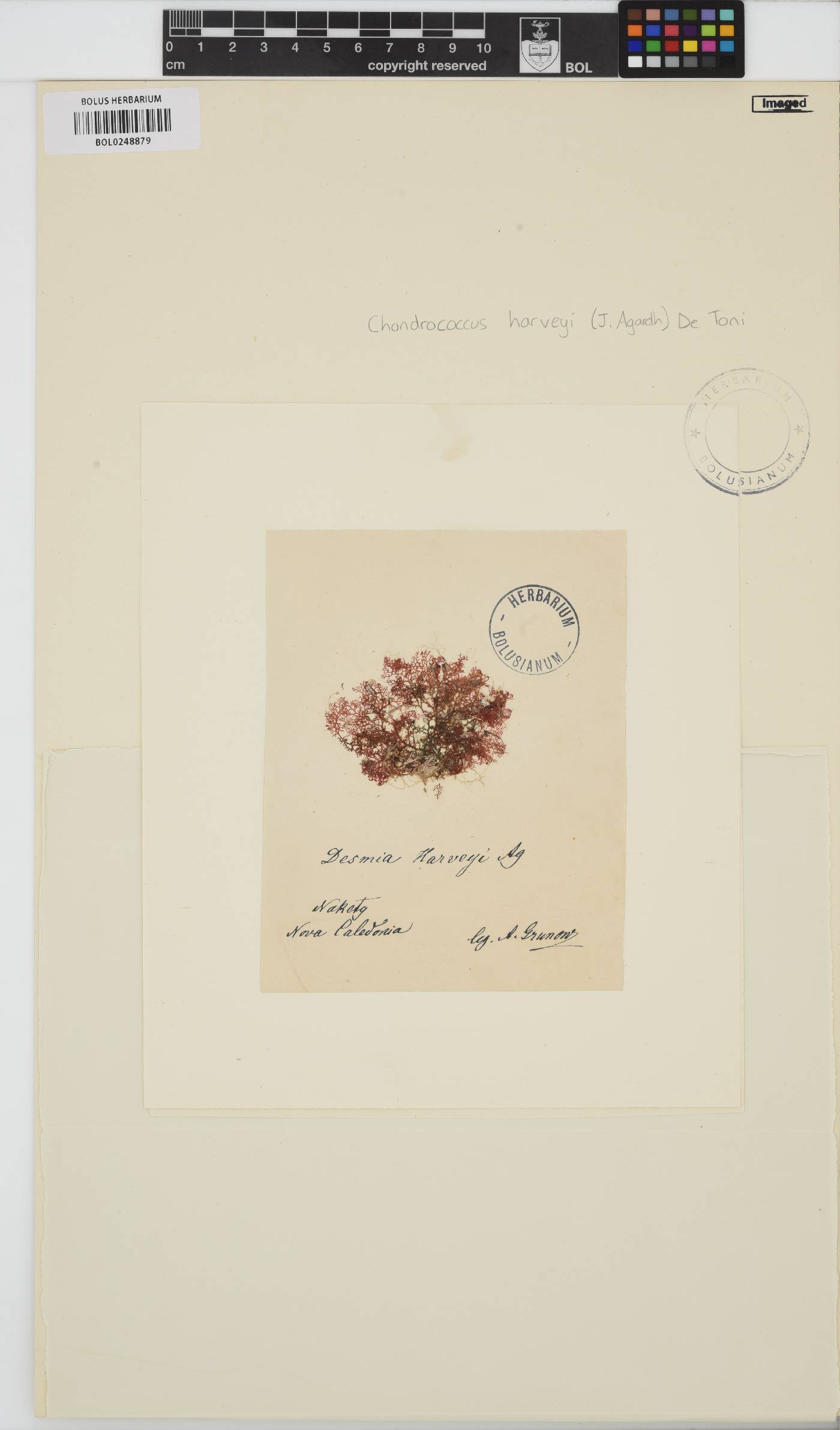 Portieria harveyi image