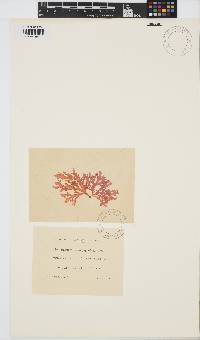 Image of Portieria japonica