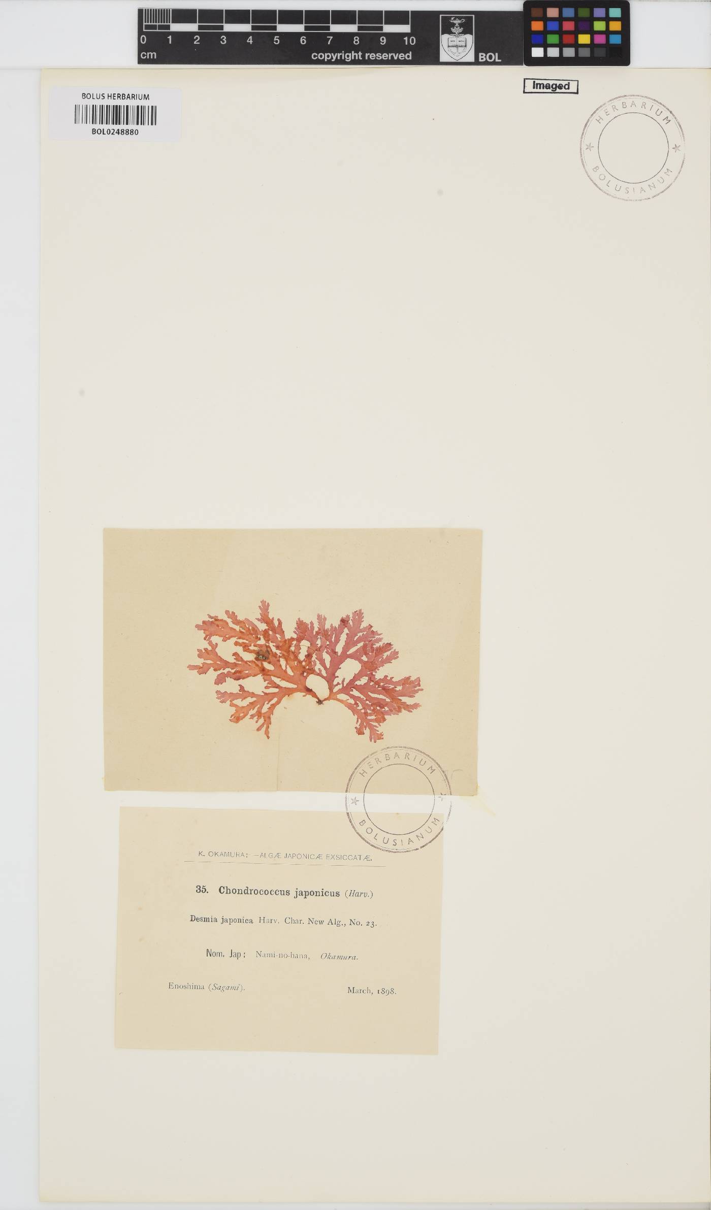 Portieria japonica image