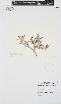Palisada perforata image