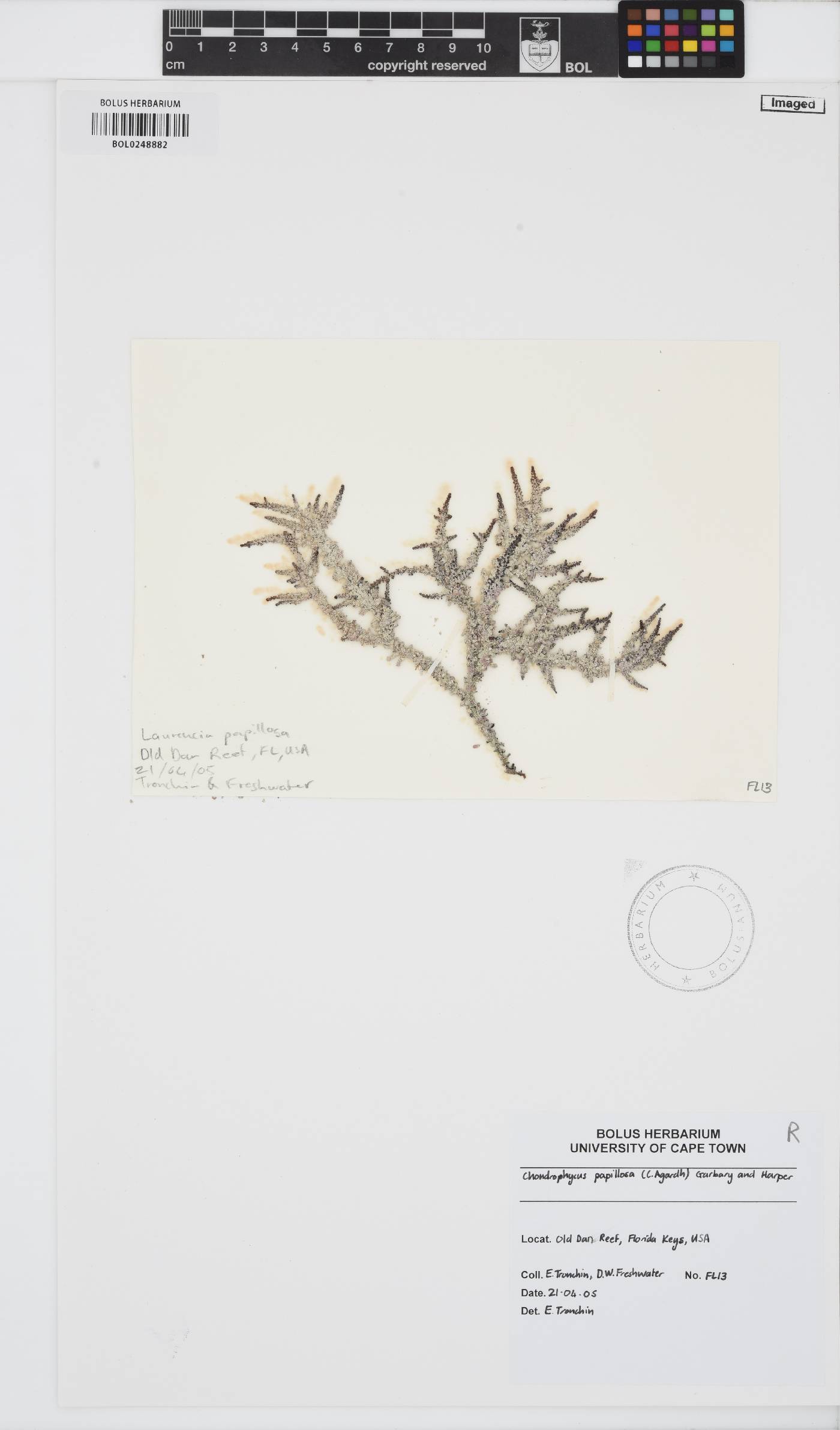 Palisada perforata image