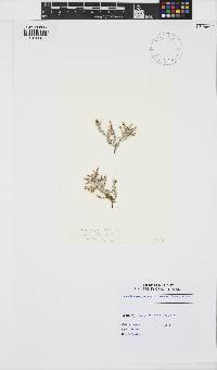 Palisada perforata image