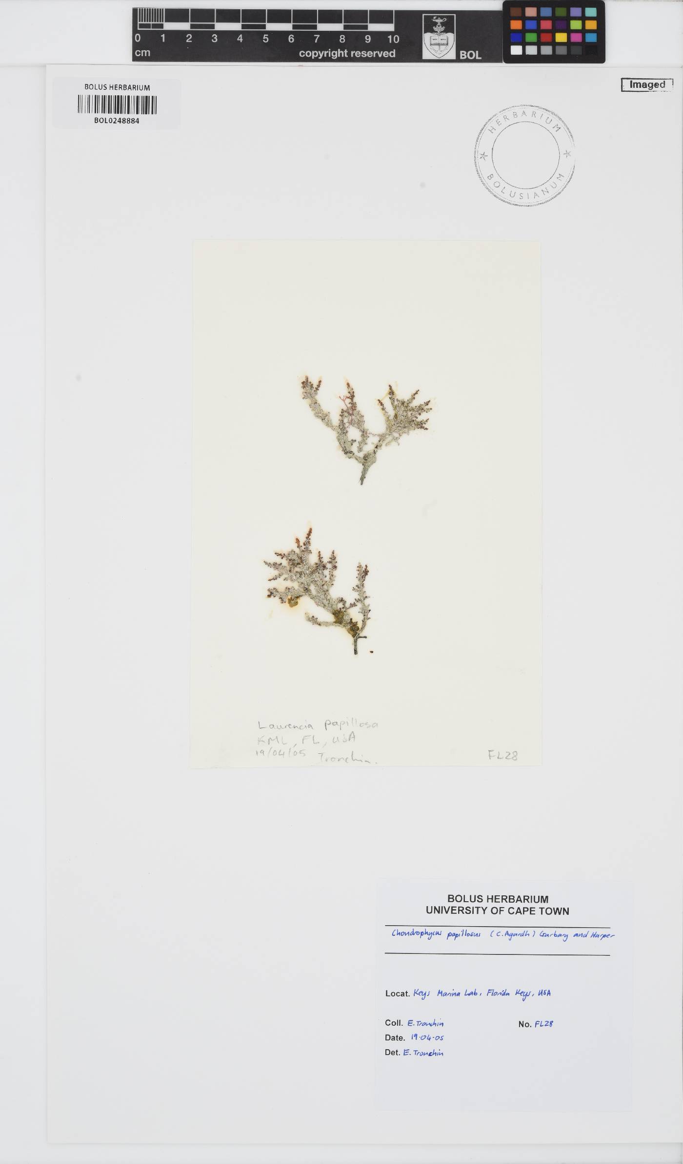 Palisada perforata image