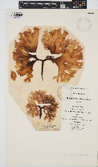 Chondrus crispus image
