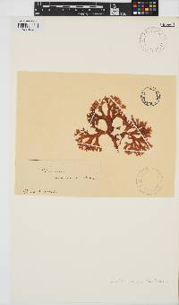 Chondrus crispus image