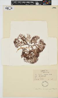Chondrus crispus image