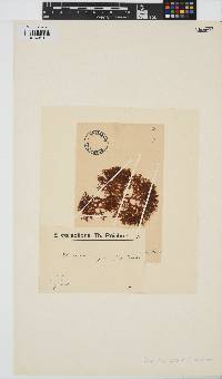 Chondrus crispus image