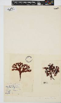 Chondrus crispus image
