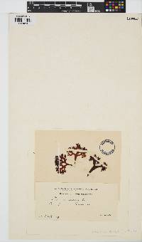 Chondrus crispus image
