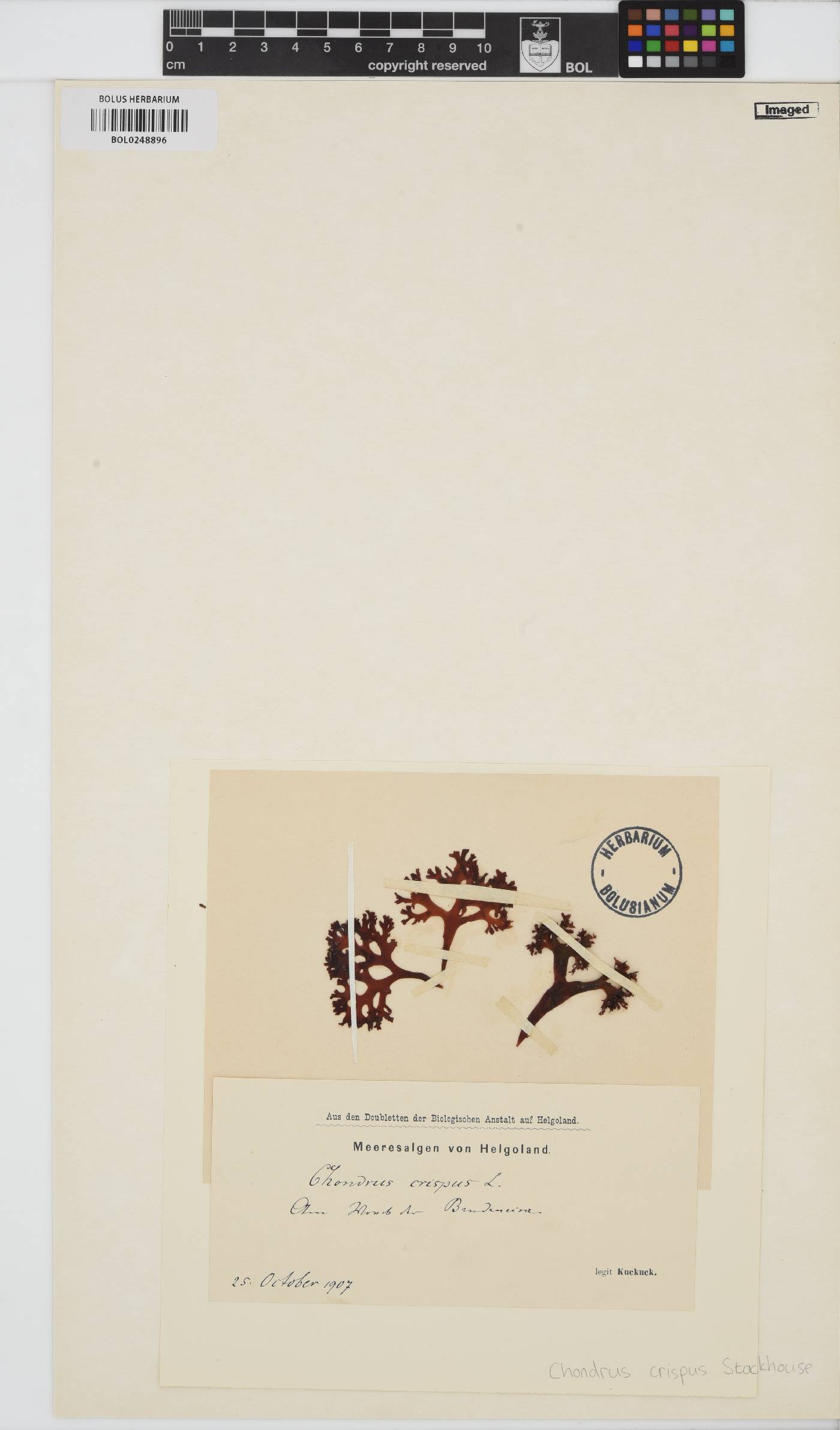 Chondrus image