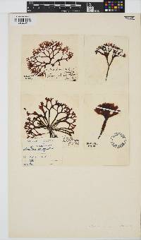 Chondrus crispus image