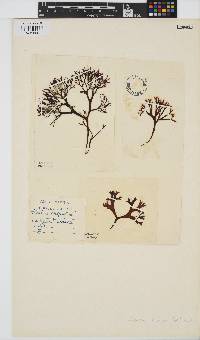 Chondrus crispus image