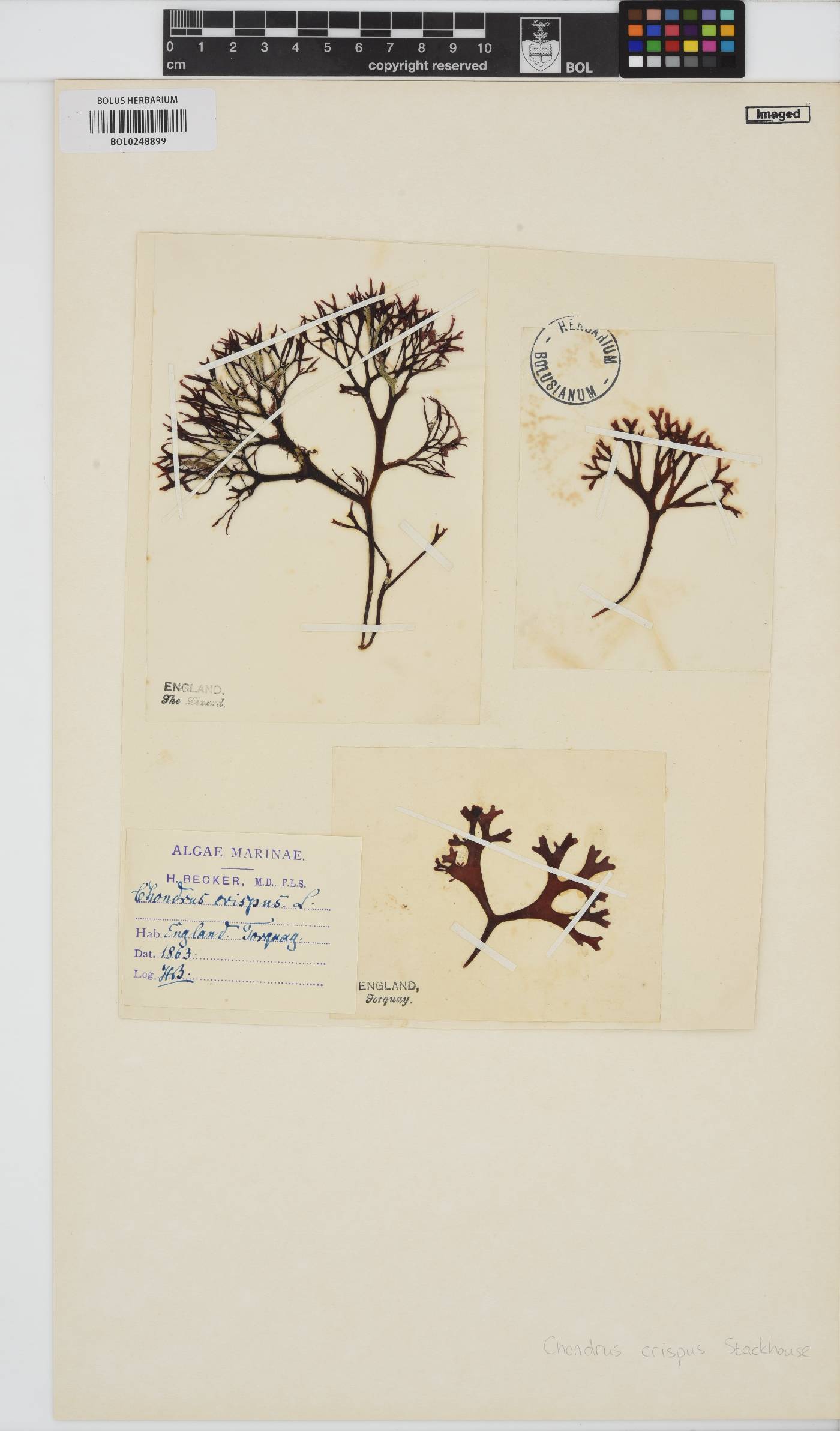 Chondrus crispus image