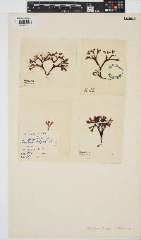 Chondrus crispus image