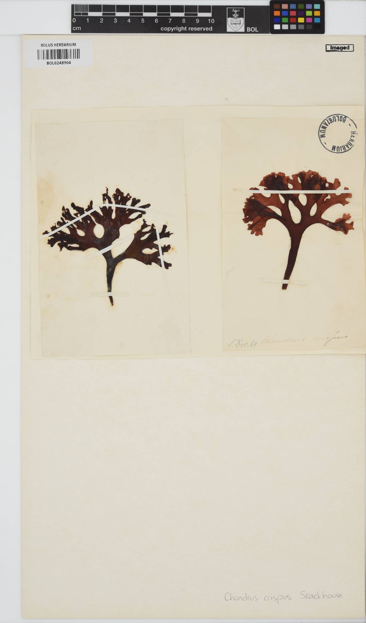 Chondrus crispus image