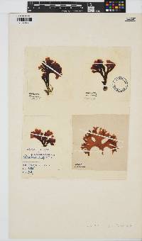Chondrus crispus image